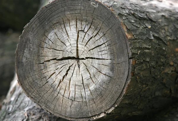 Tree backgound — Stock Photo, Image