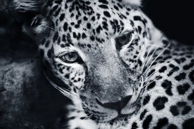 leopar