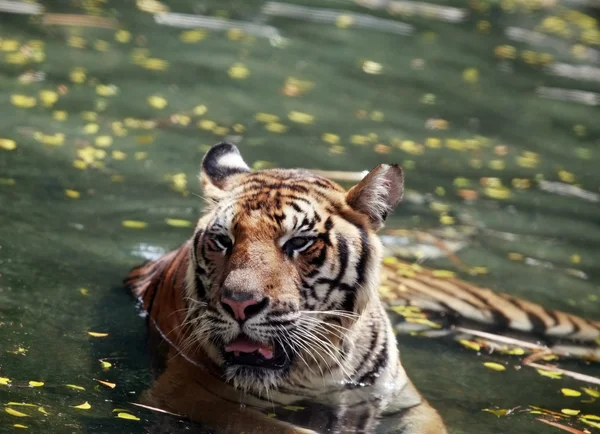 Tiger in water — Stockfoto