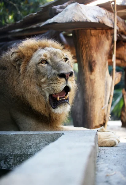 Król - lew — Zdjęcie stockowe