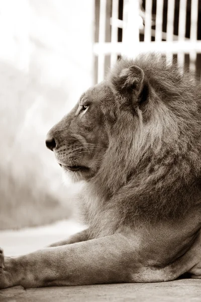König - Löwe — Stockfoto