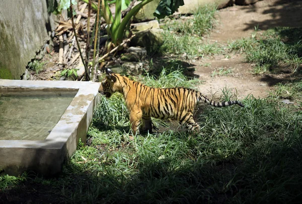 Tiger indiska — Stockfoto