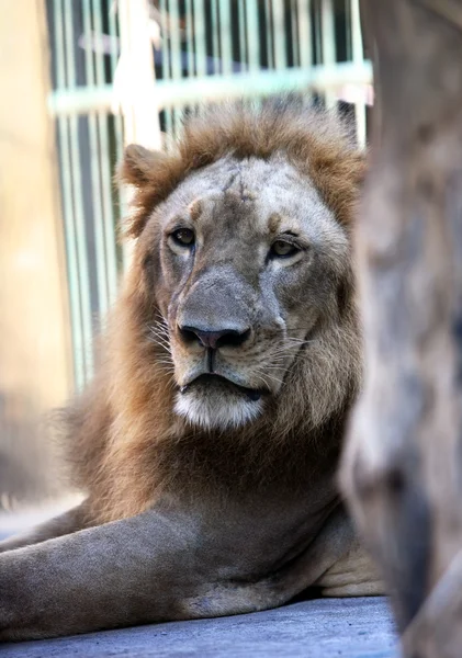 Rei - leão — Fotografia de Stock
