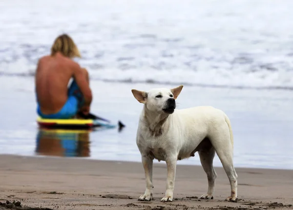Sörfçü ve köpek — Stok fotoğraf