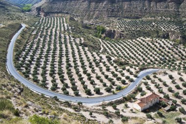 zeytin ağaçları ve Endülüs içinde yol alan