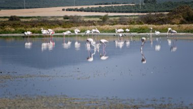 Flamingo rezerv fuente de piedra