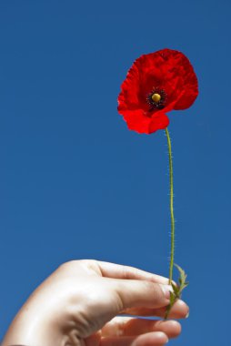 Woman's hand with poppy clipart