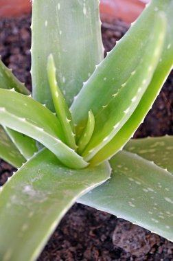 aloe vera detay