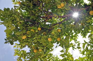 limon dalları sayesinde güneş