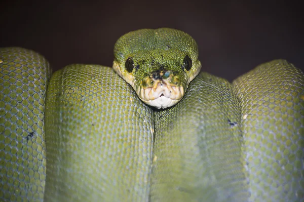 Eine Schlange — Stockfoto