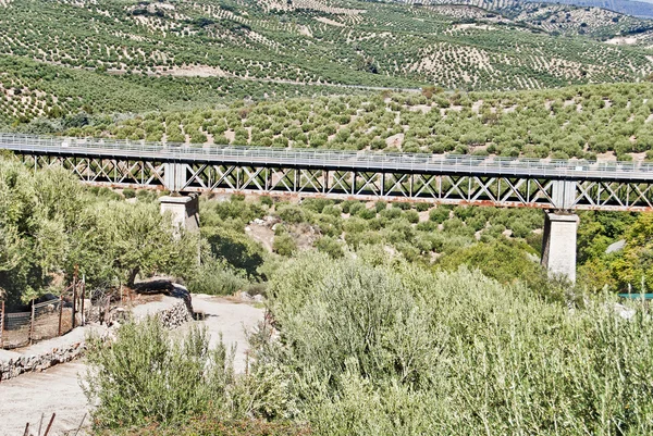 Puente entre olivos en Córdoba, España — Foto de Stock