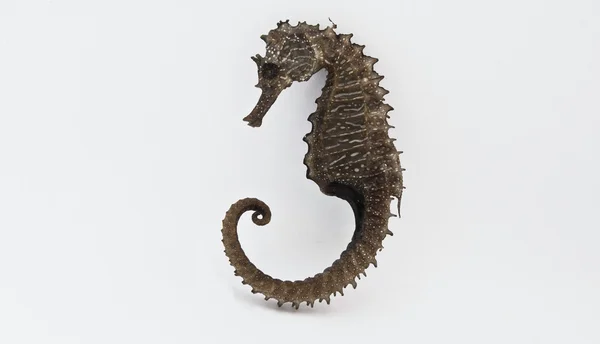 Seahorse eller hippocampus — Stockfoto