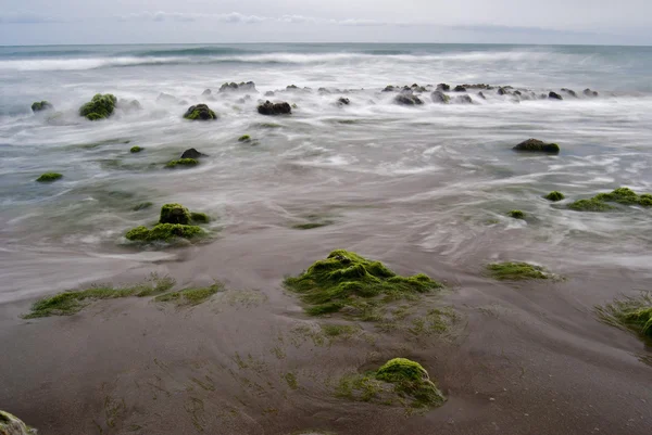 Alg morskich i skały — Zdjęcie stockowe