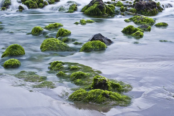 Морские водоросли и породы — стоковое фото