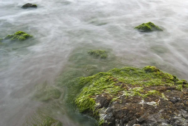 Zee algen en rotsen — Stockfoto