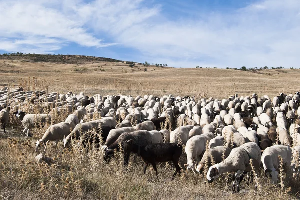 Herd of goats and sheep — Stock Photo, Image