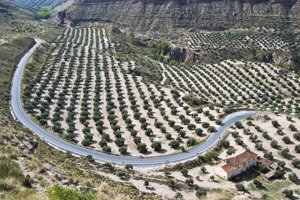 Campo de oliveiras e estrada na Andaluzia — Fotografia de Stock