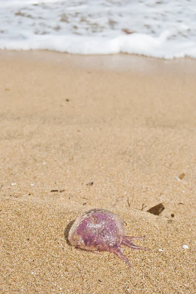 Medúza a parton — Stock Fotó
