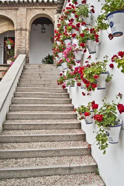 Steps with Geraniums — Stock Photo, Image