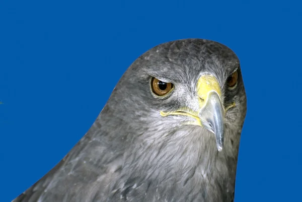 파란색 바탕에 독수리 — 스톡 사진