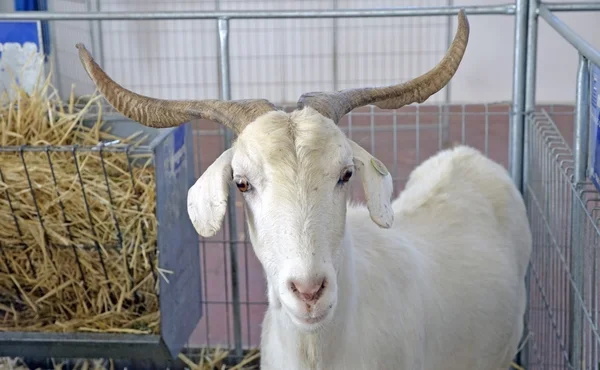 Celtic and Iberian white goat — Stock Photo, Image