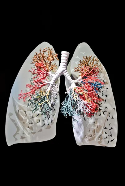 A Lungs — Stock Photo, Image