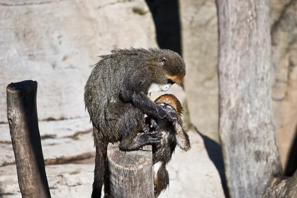 Dwóch małpek na drzewie — Zdjęcie stockowe