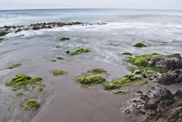 Пляж со скалами и водорослями — стоковое фото