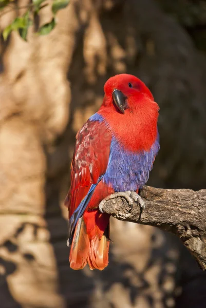 Veduta di un colorato pappagallo eclettico — Foto Stock