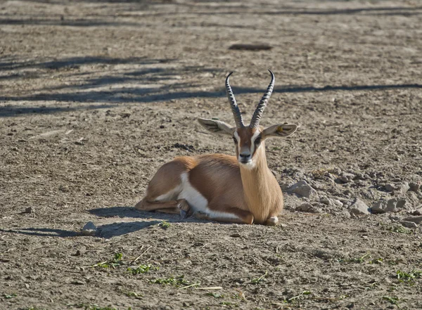 Thompson gazelle — Stock Photo, Image