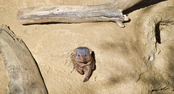 Lilla mongoose ur sina hålor — Stockfoto