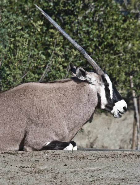 Detail of large horned Oryx sitting — Stock Photo, Image