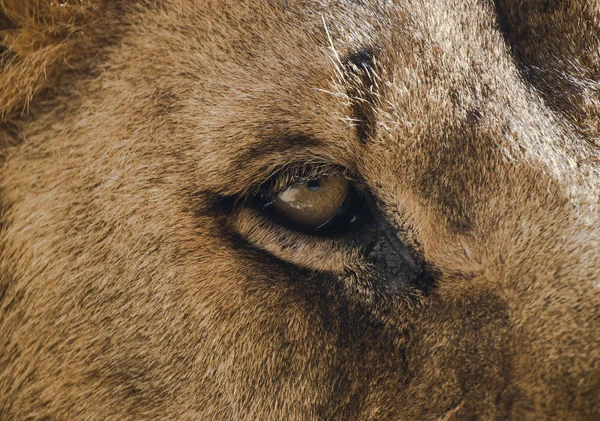 Occhio di leone — Foto Stock