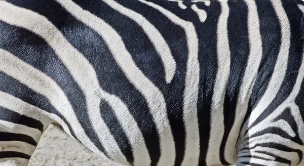 Paski zebry — Zdjęcie stockowe