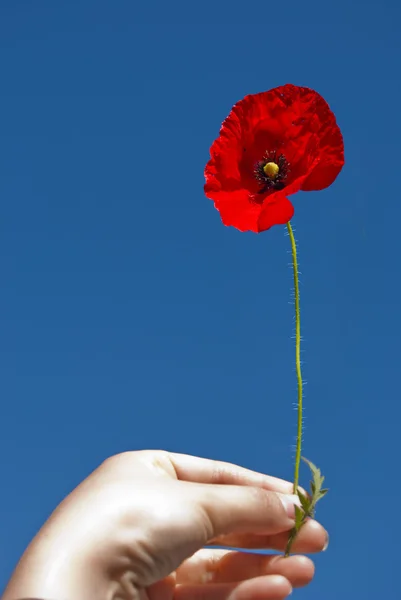 Woman's hand with poppy — Stock Photo, Image
