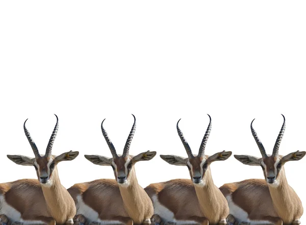 Thompson gazellen group auf weißem hintergrund — Stockfoto