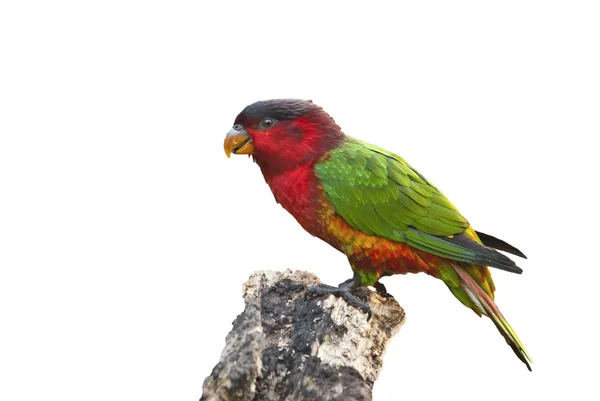 Eclectische parrot — Stockfoto