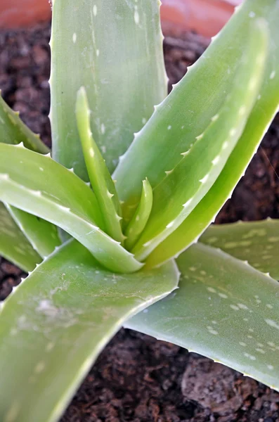 Aloe vera detay — Stok fotoğraf
