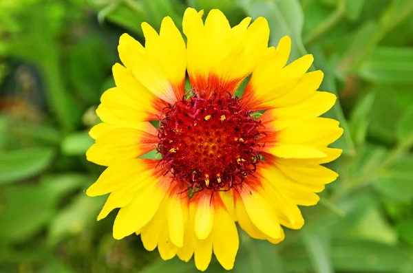 Flower of the daisy family