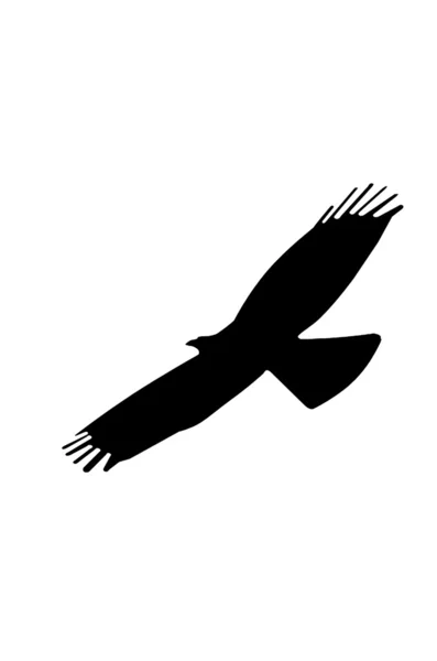 Silhueta de águia — Fotografia de Stock