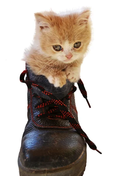 stock image Little cat in a big boot