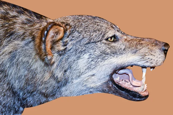 Wolf face — Stock Photo, Image