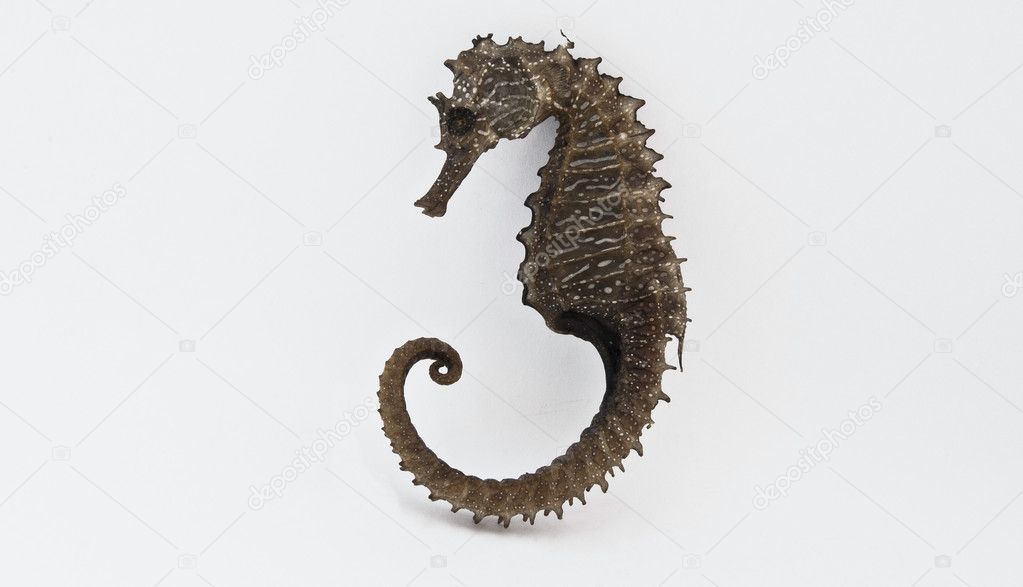 Seahorse, or hippocampus