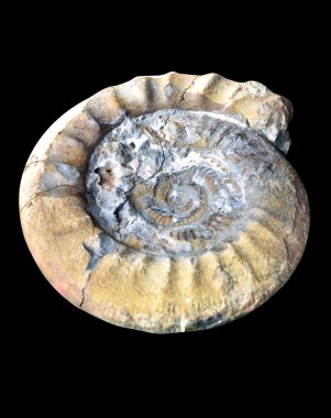Ammonite fossil cracked clipart