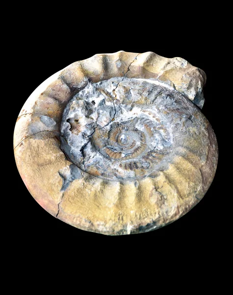 Ammonite fossil cracked — Stock Photo, Image