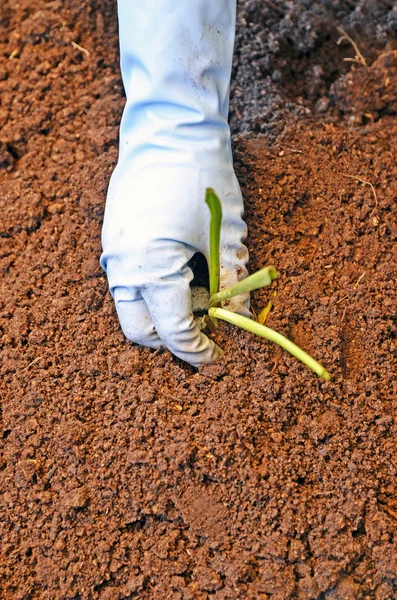 Pflanzung mit Handschuhen — Stockfoto