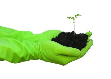 Stock Photo: green hands holding an offspring. clipart