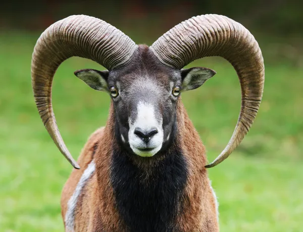 Retrato de mufflón — Foto de Stock