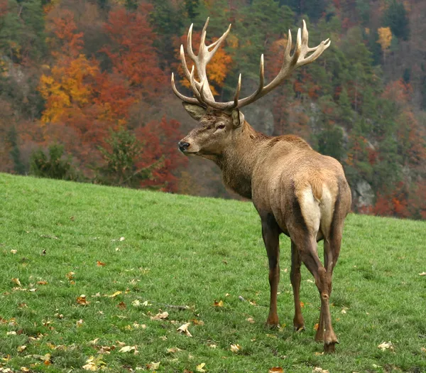 Majestic deer — Stock Photo, Image
