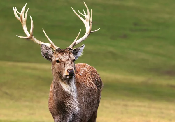 Majestätisk hjort — Stockfoto
